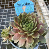 Sempervivum Supersemp® 'Ruby' - 4.5 inch Pots - Flat of 10