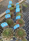 Sempervivum Supersemp® 'Ruby' - 4.5 inch Pots - Flat of 10