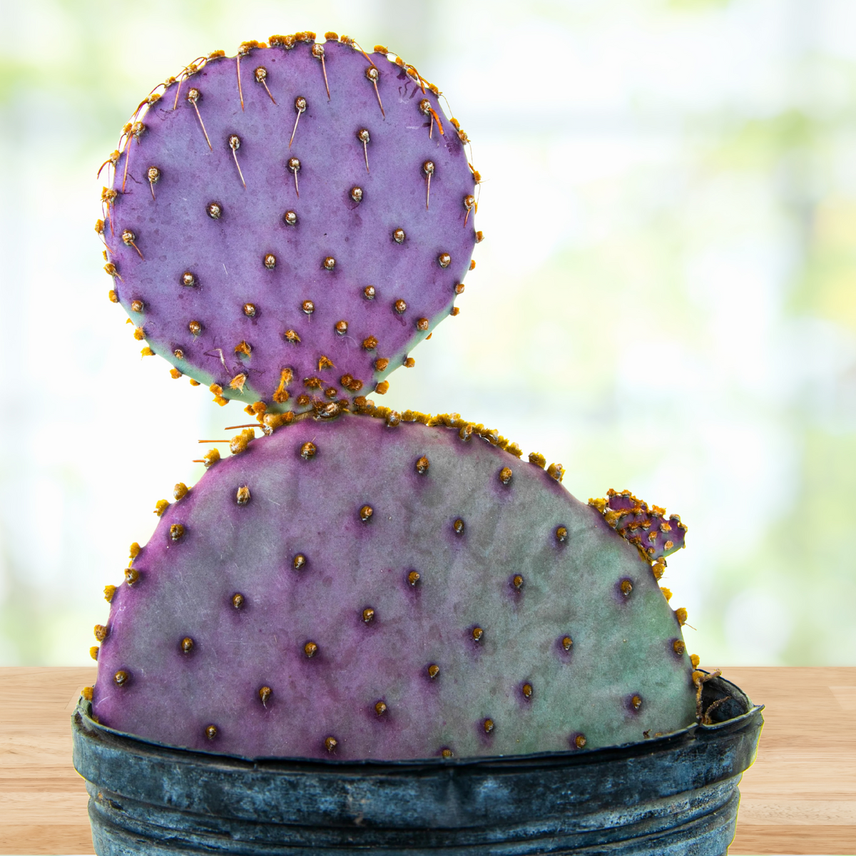 santa rita purple prickly pear cactus Santa Rita Prickly Pear
