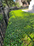 Asiatic Jasmine forms a dense mat of ground cover foliage