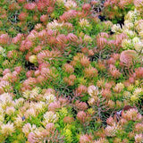 Sedum ruprestre 'Angelina' - 4.5 inch Pots - Flat of 10