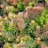 Sedum ruprestre 'Angelina' - 4.5 inch Pots - Flat of 10