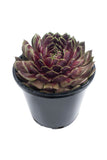 Sempervivum Supersemp® 'Fire Quartz' PP 33,603 - 4.5 inch Pots - Flat of 10