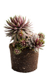 Sempervivum Supersemp® 'Fire Quartz' PP 33,603 - 4.5 inch Pots - Flat of 10
