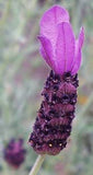 Close-up of a purple lavender flower with a blurred background