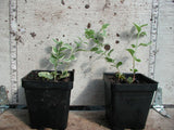Vinca major 'Variegata' - 3.5 inch Pots (Minimum Quantity: 25 Plants)