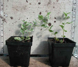 Vinca major 'Variegata' - 3.5 inch Pots (Minimum Quantity: 25 Plants)