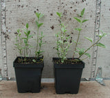 Vinca major 'Variegata' - 3.5 inch Pots (Minimum Quantity: 25 Plants)