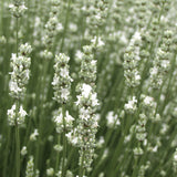 Close-up of white rosemary flowers on green stems
