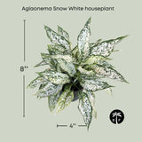 Aglaonema Snow White houseplant with dimensions on a light gray background