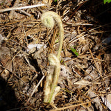 Cinnamon Fern - Osmunda cinnamomea