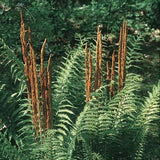 Osmunda cinnamomea