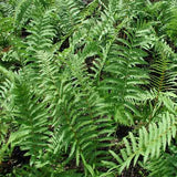 A lush image showing the vibrant green foliage of a Cinnamon Fern (Osmunda cinnamomea) with no flowers visible.