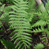 Cinnamon fern frond obverse