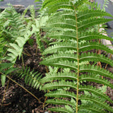 Cinnamon fern frond reverse