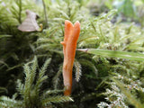 Orange fungus growing among green moss and plants