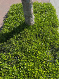 Asiatic Jasmine forms a dense mat of ground cover foliage