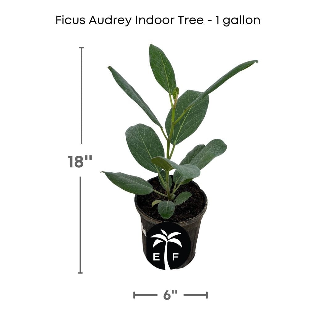 ficus audrey banyan Banyan Tree, Elegant Ficus Audrey The Perfect Indoor plant