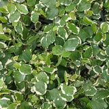 Variegated Creeping Fig - 4.5 inch Pots - Flat of 10