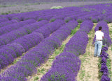 Man walking through a field of lavender