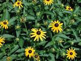 Rudbeckia 'Goldsturm' - 3.5 inch Pots (Minimum Quantity: 25 Plants)