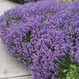 Row of lavender plants along a sidewalk with greenery in the background