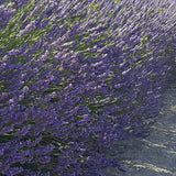 Row of lavender plants in a field