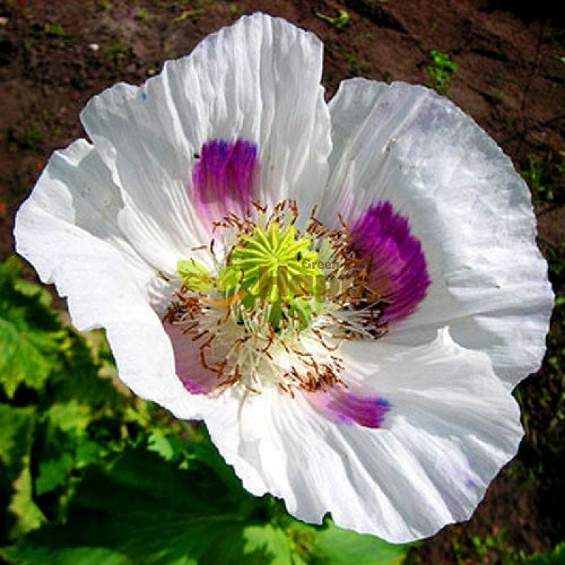 white poppy seed flower Heirloom Organic Tasmanian Alks White Poppy Seeds