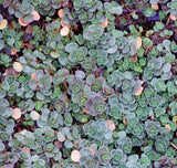 Sedum spurium 'John Creech' - 4.5 inch Pots - Flat of 10