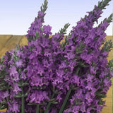 Close-up of a bundle of purple lavender flowers with a blurred background