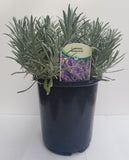Potted lavender with a label on a white background