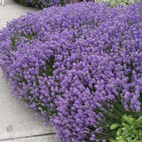 Row of purple flowering plants along a sidewalk