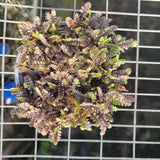 A close-up of Leptinella squalida 'Platt's Black', showing its dark green to black fern-like foliage in a pot.
