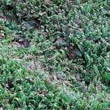 A close-up of Leptinella squalida 'Platt's Black', showing its dark green to black fern-like foliage, tiny yellow button-like flowers, and footprint showing its resilience.