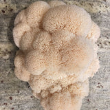 Close-up of a beige coral-like structure on a textured surface