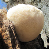 White mushroom on a tree trunk with a natural background