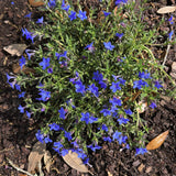 Lithodora diffusa 'Grace Ward' - in 4.5 inch Pots - Flat of 10
