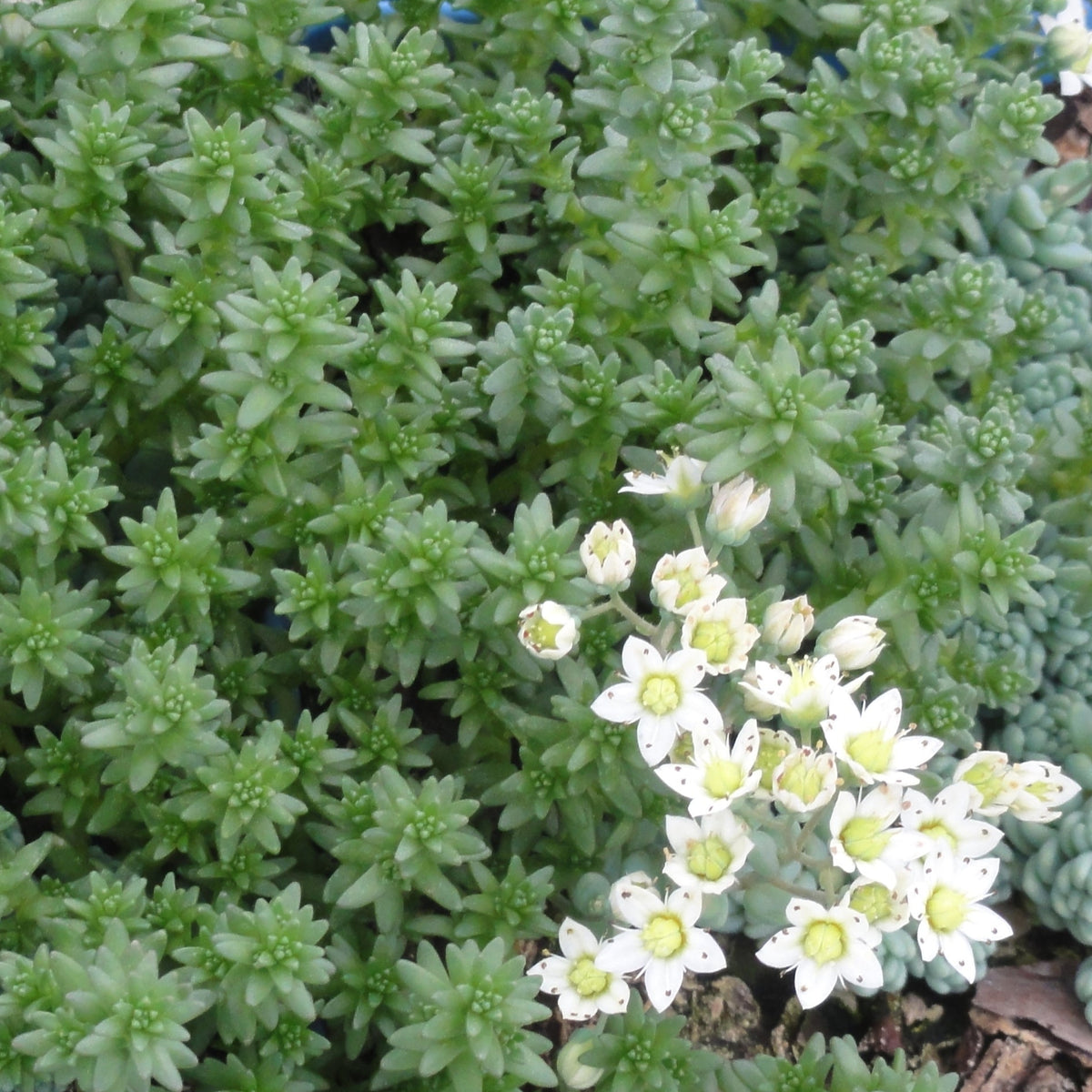 sedum major succulent Sedum dasyphyllum 'Major' - 4.5 inch Pots