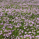 Mazus reptans - 4.5 inch Pots - Flat of 10