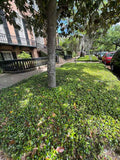 Asiatic jasmine ground cover in the landscape in Savannah, Georgia