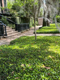 Asiatic Jasmine forms a dense mat of ground cover foliage