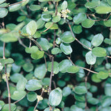 Muehlenbeckia axillaris  - Creeping Wire Vine - 4.5 inch Pots - Flat of 10