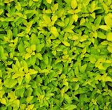 Oreganum vulgare 'Aureum' - 4.5 inch Pots - Flat of 10