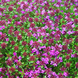 Thymus praecox 'Coccineus' - 4.5 inch Pots - Flat of 10