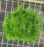 Sagina subulata - Irish Moss - in 4.5 inch Pots - Flat of 10