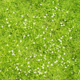 Sagina subulata 'Aurea' - Gold Scotch Moss - in 4.5 inch Pots - Flat of 10