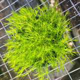 Sagina subulata 'Aurea' - Gold Scotch Moss - in 4.5 inch Pots - Flat of 10