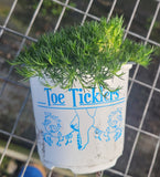 Sagina subulata - Irish Moss - in 4.5 inch Pots - Flat of 10