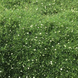 Sagina subulata - Irish Moss - in 4.5 inch Pots - Flat of 10