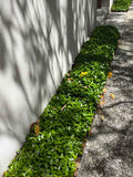 Asiatic Jasmine forms a dense mat of ground cover foliage